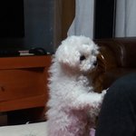 [EXO] 우리집개4 푸름이 박력짤 들고옴