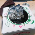 [EXO] ㅆㅂ. .다 동물 키우냐 나도 우리집 <b>버섯</b> 자랑한다