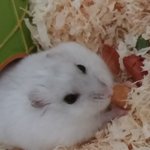 [EXO] 우리집햄토리이름좀지어<b>주</b><b>셈</b>