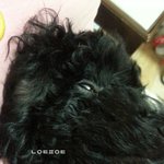 [EXO] 우리집 <b>개사진</b>은 도용 하라구해도 안할듯