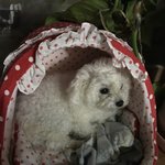 [EXO] 우리집개5) <b>푸름</b>이 실시간... 내일 열시에 또......