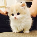 [EXO] 내일 <b>먼치킨</b> 고양이 입양해올건데 이름추반좀