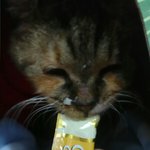 [<b>동행</b>세상] 지짐이 소식 입니다