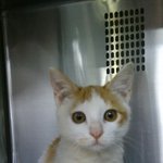 [동행세상] 아프다는 이유로 안락사해 달라고 버리고간 고양이 <b>니모</b>