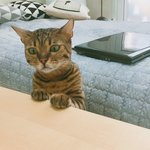 [고양이] 부부와 함께하는 동거묘 세마리 13 - 네즈후추탱자