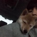 <b>시바견</b> 시월이 근황 알려드려요~~