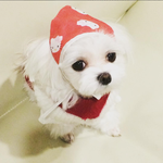 [강아지] 심쿵<b>주위</b>!