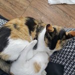 길냥이의 뻔뻔함