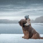 아기와 <b>케미</b> 보여주는 대형견들