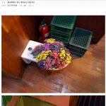 <b>허언</b>갤펌) 플로리스트