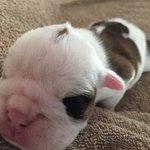 비주얼까지 치명적인 <b>불독</b> ㅠㅠ