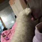 [EXO] 우리집개11) <b>푸름</b>이 사진이 더이상 없어