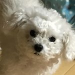 [EXO] 우리집개12) 구냥 뮬어봐.. 사진 없음 <b>재탕</b>한다