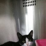 [동행세상] <b>핏덩이</b>로 어미에게 버려져 구조된 고양이 시레