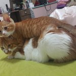 [고양이] 첫째가 둘째 화장실에서 <b>볼일</b>을 봐요;