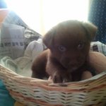 [강아지] <b>역변</b>한 우리 곰돌이