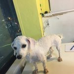 [꼭댓글부탁] 강서구 강아지 주인찾아요ㅜㅜ