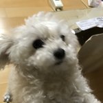 [EXO] 우리집개13) 투표하러 갔다옴 <b>푸름</b>이는 옴