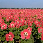 [방탄소년단] 오늘뭔가홉이가보고싶은밤이다