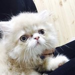 [고양이] 수정)봉숙이를 소개하겠음! + 사진추가!
