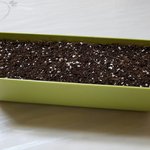 [꼭조언부탁] (+추가) 집에서 상추 키워보신분! (도와주세요)...