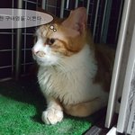 [고양이] (서울,인천,경기) 우리 둥이가 달라졌어요~ 너무너무...