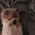 [강아지] 쉐이블<b>포</b><b>메</b> 밍구2탄~!