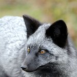 쉽게 보기 힘들다는 <b>검정</b>여우
