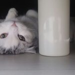 우리<b>집</b> 고양이 내 침대 <b>밑</b>에 있는데