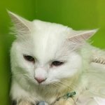 [고양이] [같이가치] 유기묘 레오를 응원해주세요.