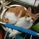 [추가] 방문여는 고양이 죽겠어요 ㅠㅠ