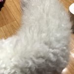 [EXO] 우리집개17) 안뇽홍홍 간식먹는 푸름<b>이임</b>