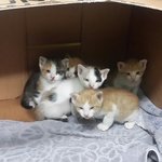 뻔뻔한..길냥이 이야기