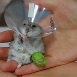 [이삐] 저 달이 너무 <b>처량</b>해