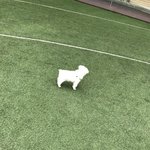 [EXO] 우리집개18)푸름이 옴 [<b>산책</b>]