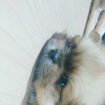 우리강아지 <b>배변</b>훈련했는데