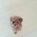 [EXO] 울집강아지 <b>직찍</b>