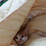 나의 동거남 <b>도칠</b>이 2016년 겨울