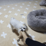[강아지] 송이 이야기~