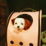 [강아지] 말티즈! <b>세젤귀</b> 두부를 소개합니다아!!