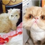 [고양이] 수정+추가) 봉숙이를 소개하겠음!(3)