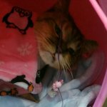 [동행세상] 식당냥이 지짐이