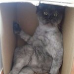 [고양이] 350일째 육아육묘