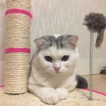 [고양이] 로로 일상 파파라치 11탄