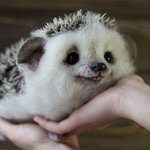 살아 움직 일 것 같은 울 인형(<b>by</b> 금손)