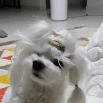 [강아지] 송이 이야기~