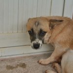 눈가 검은<b>무늬</b>가 매력적인 8개월 다은이의 가족이 되어주세요.