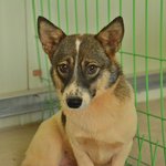 짧은 다리가 귀여운 <b>시온이</b>의 가족이 되어주세요!!