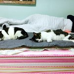 [고양이] 후지마비고양이 아강이 이야기 -5