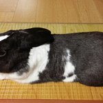 [토끼판] 돼지토끼 7살!<b>쭈니</b>